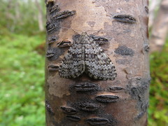 Entephria caesiata