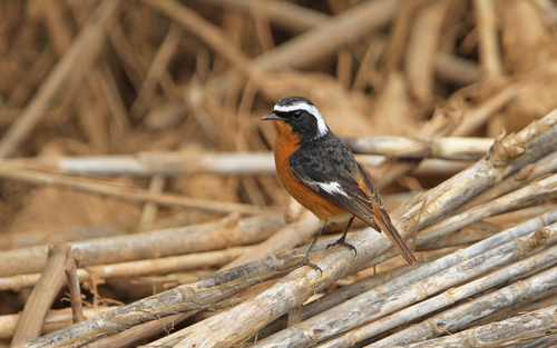 Moussier's Redstart, photo 5 of 7