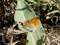 Lycaena ottomanus