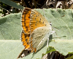 Lycaena ottomanus