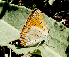 Lycaena ottomanus
