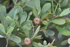 Acacia uncifolia