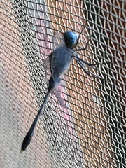 Diplacodes trivialis