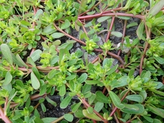 Portulaca oleracea