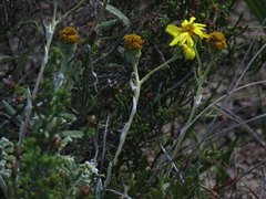 Senecio arniciflorus
