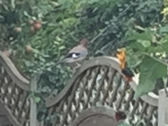 Garrulus glandarius