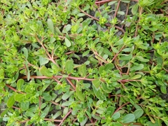 Portulaca oleracea