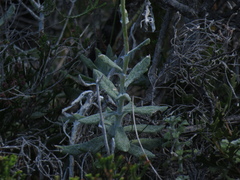 Senecio arniciflorus