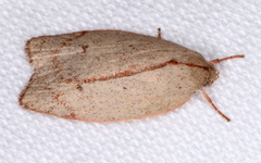 Euchaetis rhodochila
