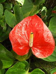 Anthurium andraeanum