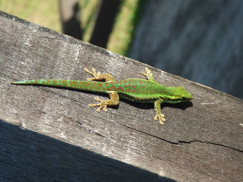 Réunion Day Gecko