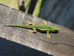 Reunion Day Gecko photo 1