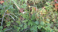 Taraxacum acricorne