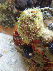 Pyura praeputialis