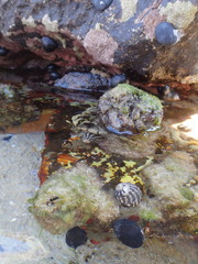 Pyura praeputialis