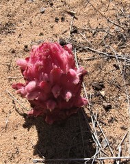 Hyobanche sanguinea