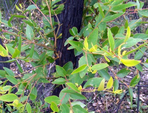 Eucalyptus oblonga