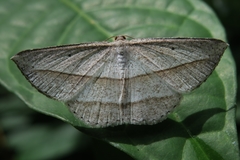 Heteralex rectilineata