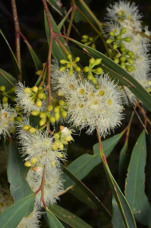 Narrow-leaved Grey Box