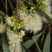 Eucalyptus woollsiana - Photo (c) 
Murray Fagg, algunos derechos reservados (CC BY)