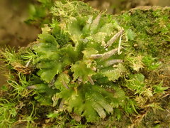 Notothylas orbicularis