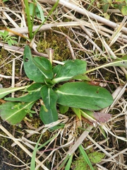 Hypochaeris maculata