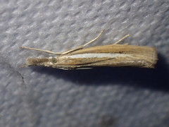 Agriphila selasella