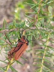 Rhinotia haemoptera