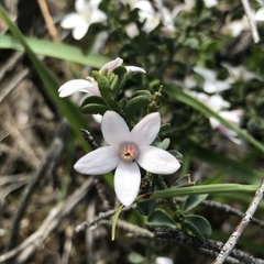 Philotheca verrucosa