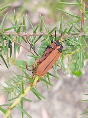 Rhinotia haemoptera