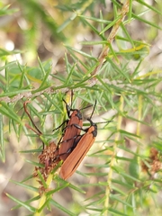 Rhinotia haemoptera