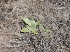 Brunsvigia orientalis