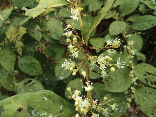 Fallopia forbesii iNat (2)