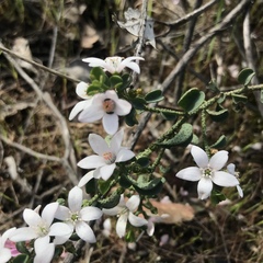 Philotheca verrucosa