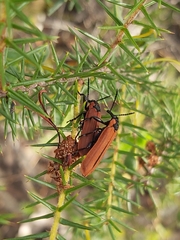 Rhinotia haemoptera