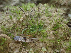 Anthoceros agrestis