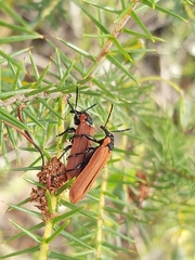 Rhinotia haemoptera