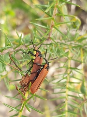 Rhinotia haemoptera