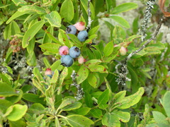 Vaccinium angustifolium image
