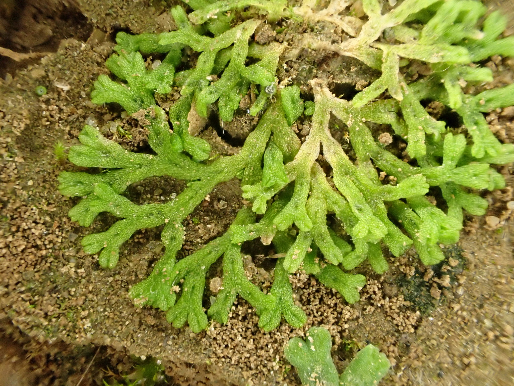 Riccia huebeneriana