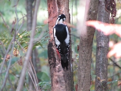 Dendrocopos major