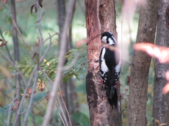 Dendrocopos major