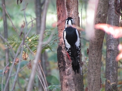 Dendrocopos major