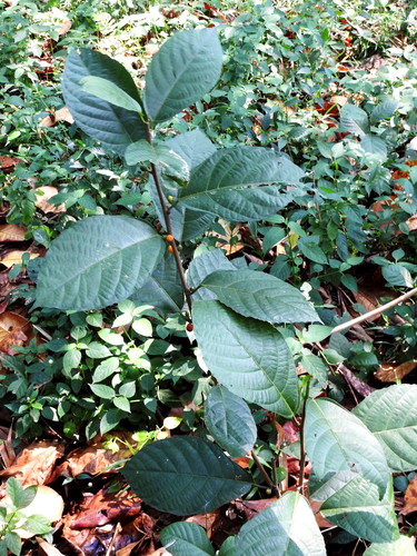 Ficus montana, photograph 2