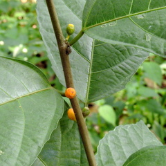 Ficus montana