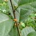 Ficus montana - Photo (c) Abu Hamas, μερικά δικαιώματα διατηρούνται (CC BY-SA)