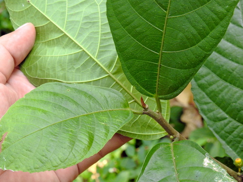 Ficus montana, photograph 3