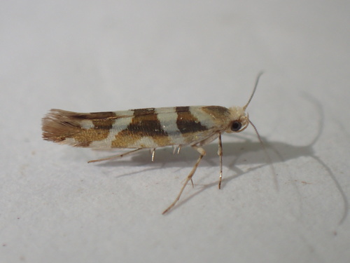 Alksninė Sidabrakandė nuotrauka