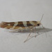 Bronze Alder Moth - Photo (c) Tom Brooks, some rights reserved (CC BY-NC-SA), uploaded by Tom Brooks