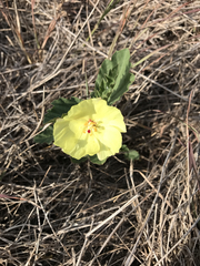 Cienfuegosia drummondii